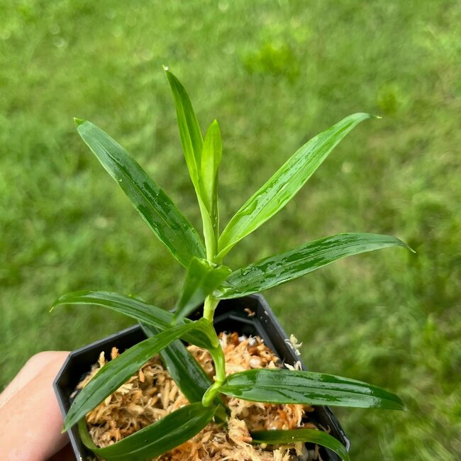 Live Plant Pandanus sp. "Iquitos"