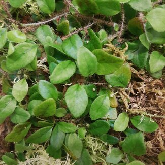Microgramma aff. heterophylla