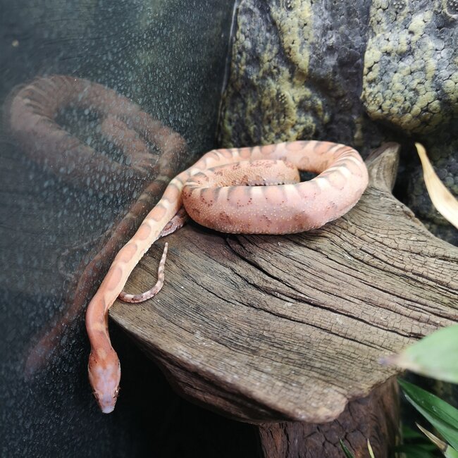 Scaleless Corn Snake