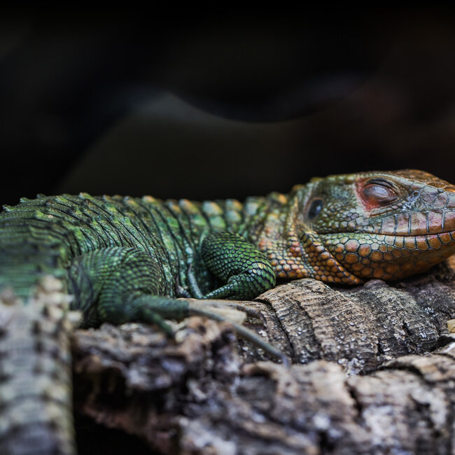Lizard PREORDER Caiman Lizard, Dracaena guianensis