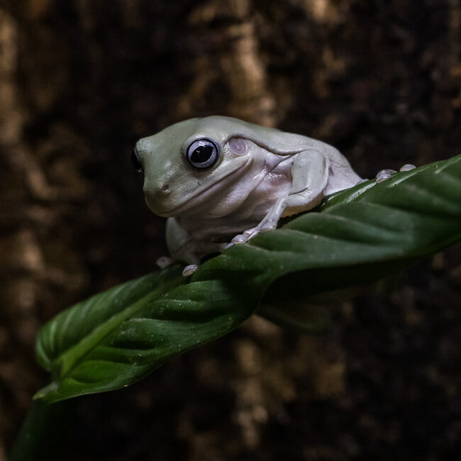 White’s Tree Frog Blue Eye