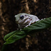 White’s Tree Frog Blue Eye