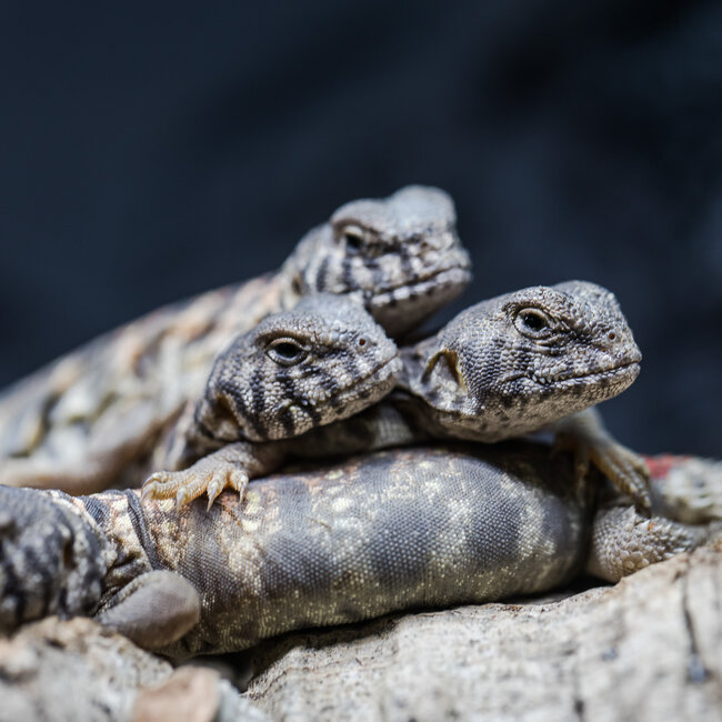 Ornate Uromastyx CB