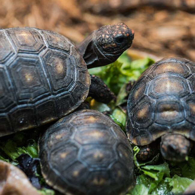 Cherry Head Tortoise