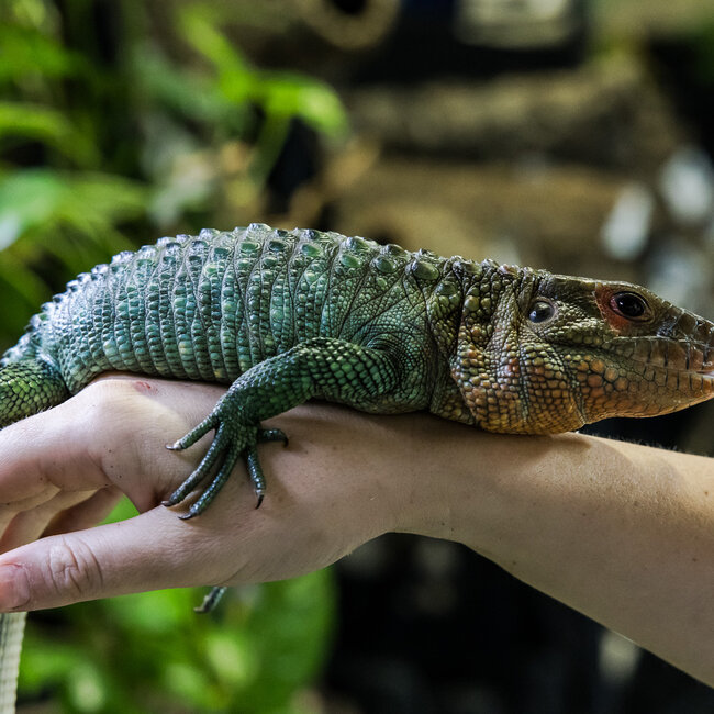 Lizard PREORDER Caiman Lizard, Dracaena guianensis