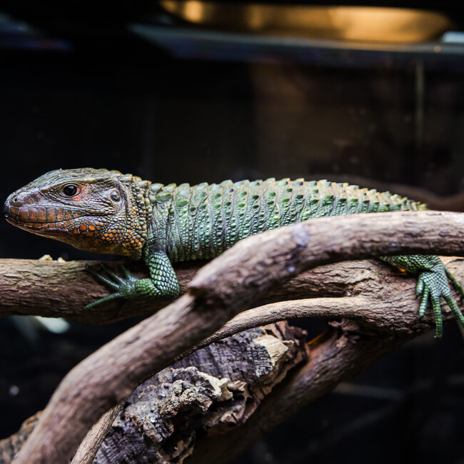 Lizard PREORDER Caiman Lizard, Dracaena guianensis