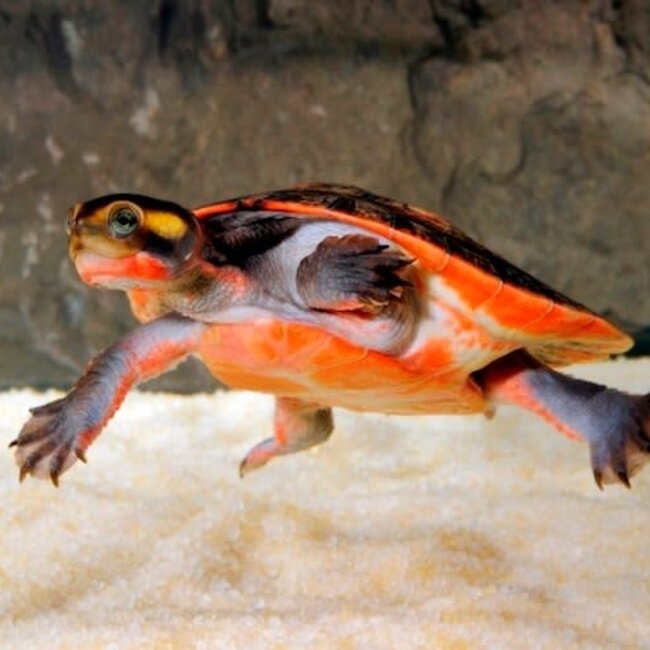 PREORDER Pink Belly Side Neck Turtle