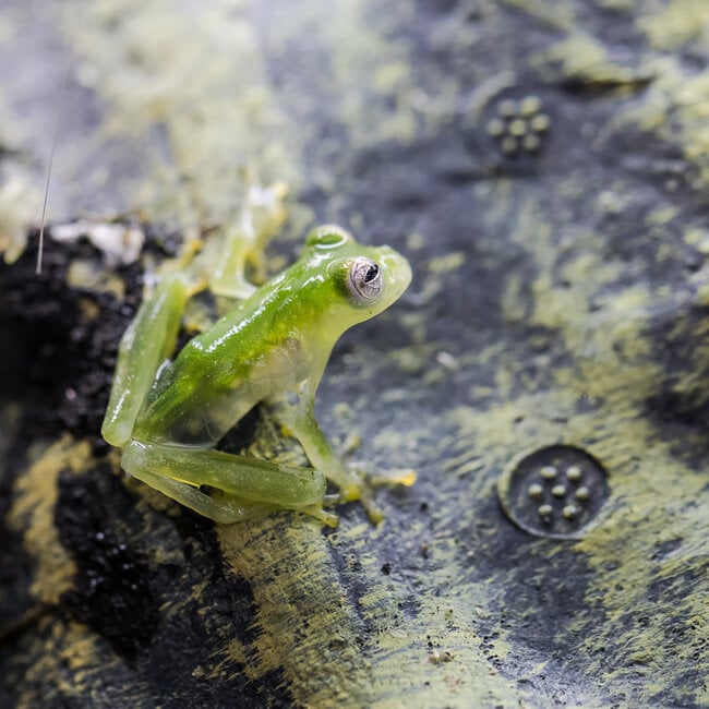 Powdered Glass Frog