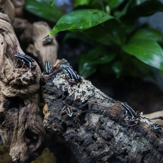 Epipedobates tricolor 'Santa Isabel' Dart Frogs
