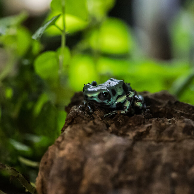 Dart Frog Dendrobates Auratus 'Green and Black'