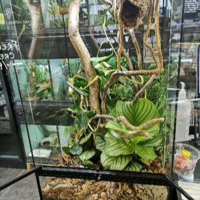 Roonami Custom 18x18x36" Complete Build