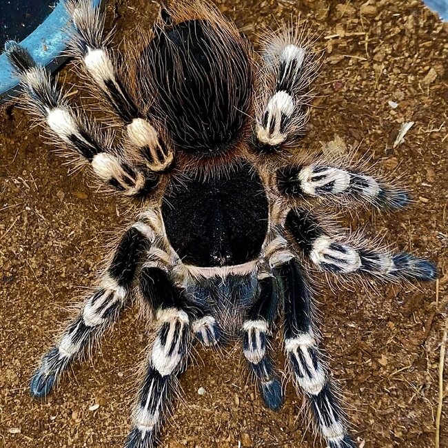 Tarantula Acanthoscurria geniculata Female 2.5"-3"