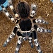 Acanthoscurria geniculata Female 2.5"-3"