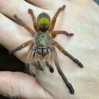 Tarantula Ephebopus uatuman ‘Emerald Skeleton’ 3"