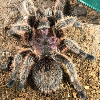 Tarantula Grammostola rosea 'Rose Hair' 1" Red Color Form