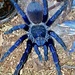 Pterinopelma sazimai Female 2.5-3" 'Brazilian Blue'