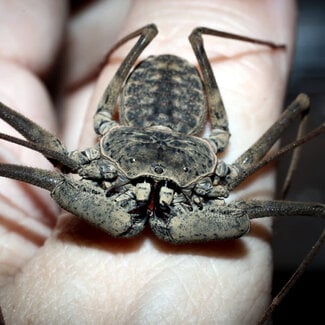 Phrynus barbadensis, Whip Scorpion 0.5" Baby