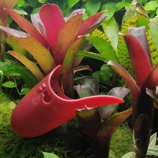 Tad-Pool Breeding Cup – Ruby Red