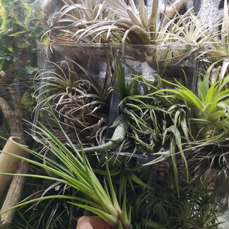 Tillandsia Assorted 4.5"+