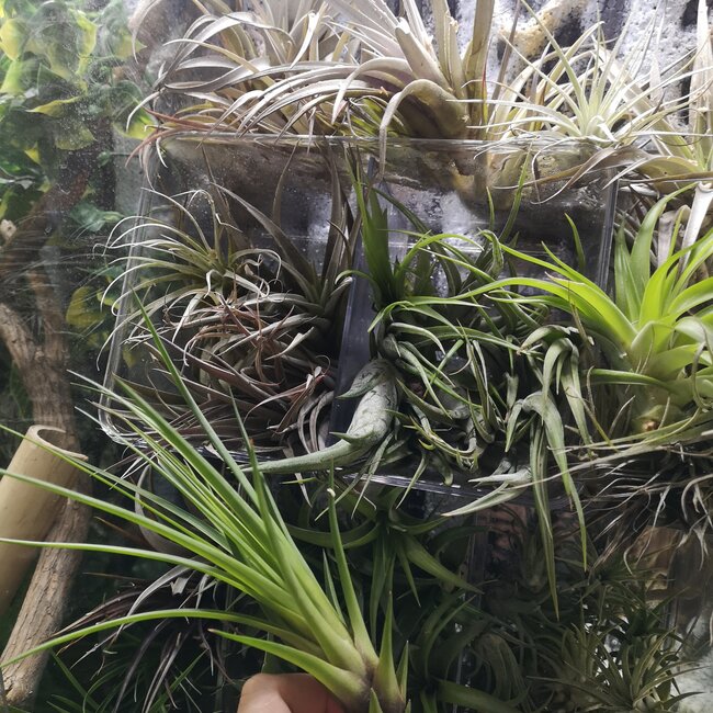 Tillandsia Assorted 3.5"+