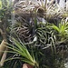 Tillandsia Assorted 4.5"+