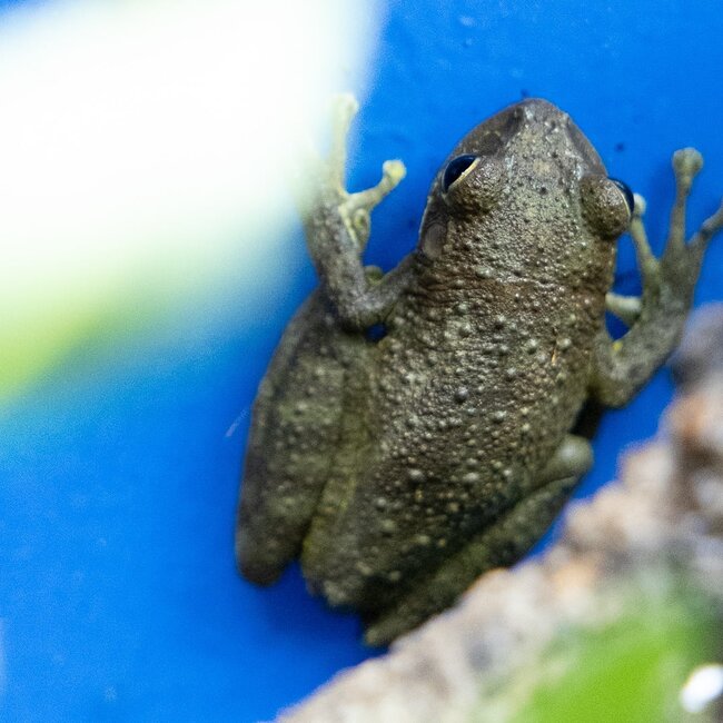 Cuban Tree Frog