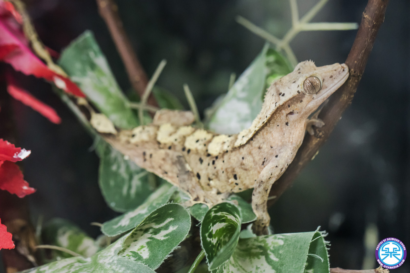 Crested Gecko Female ‘sp2’ Roonami