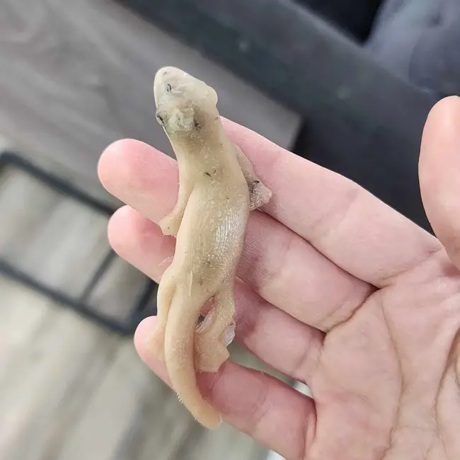 Repti-Bites Gecko Formula