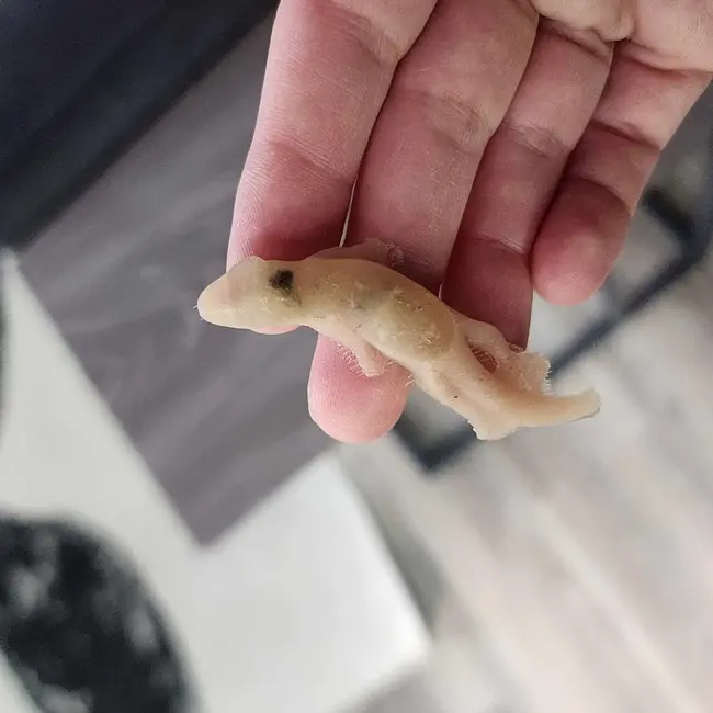 Repti-Bites Gecko Formula