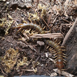 Solomon Island Giant Centipede Ethmostigmus rubripes