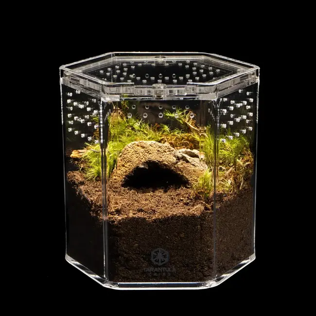 5" Hexagon Tarantula Cribs