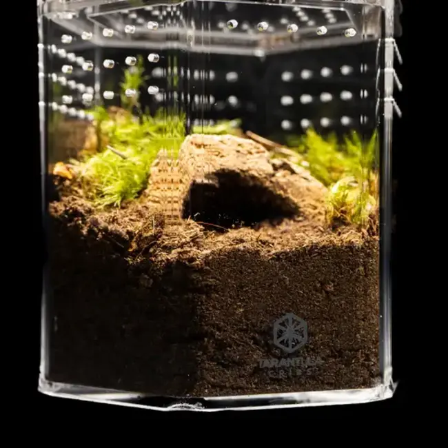 5" Hexagon Tarantula Cribs