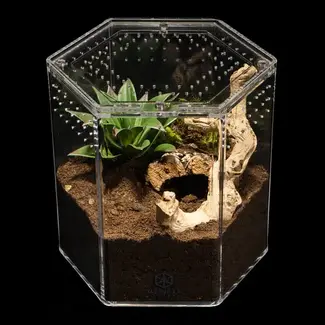 Tarantula Cribs 8" Hexagon Tarantula Cribs
