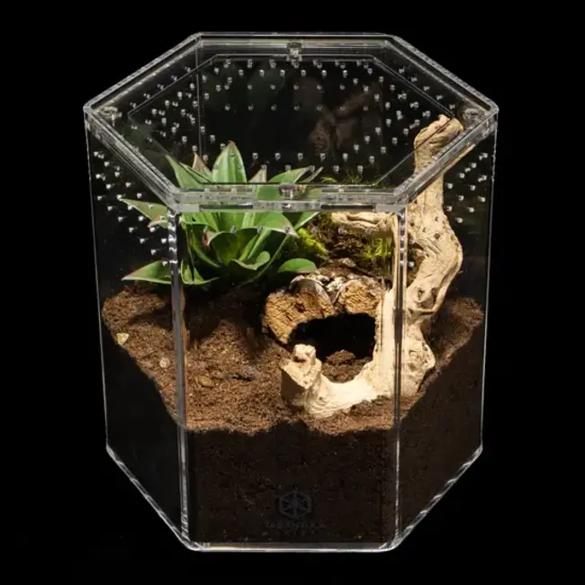 8" Hexagon Tarantula Cribs