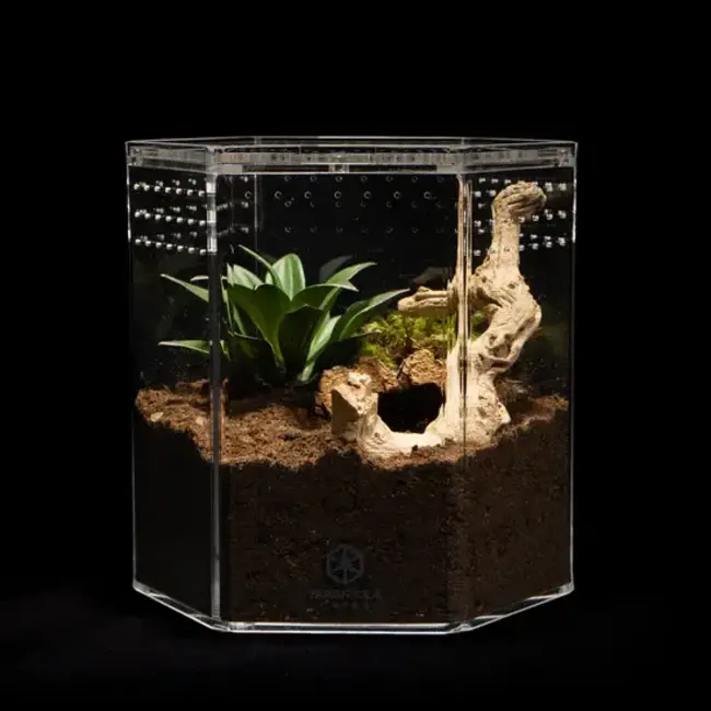 8" Hexagon Tarantula Cribs
