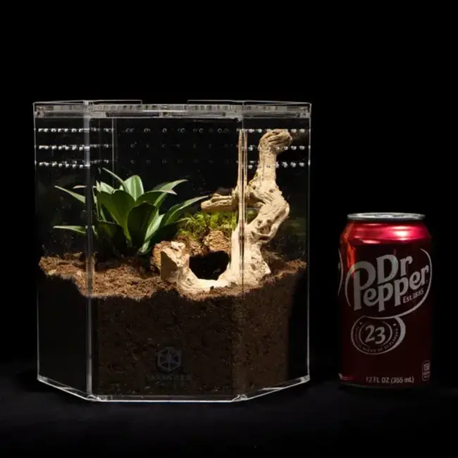 8" Hexagon Tarantula Cribs