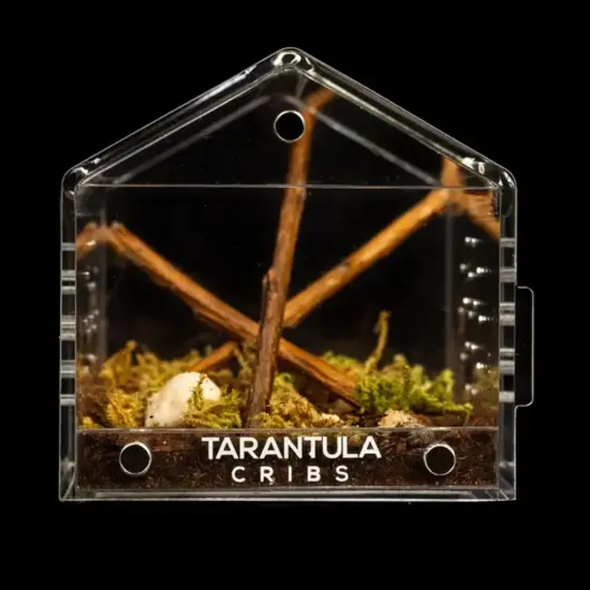 Canopy Mini 3x3x3" Tarantula Cribs