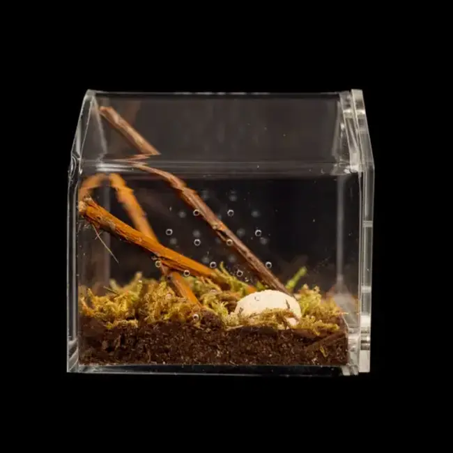 Canopy Mini 3x3x3" Tarantula Cribs
