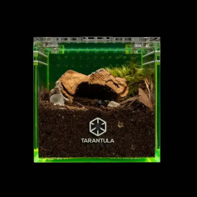 Tarantula Cribs 3" Cube Tarantula Collective Special Edition Tarantula Cribs