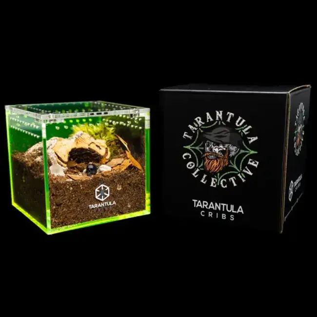 Tarantula Cribs 3" Cube Tarantula Collective Special Edition Tarantula Cribs