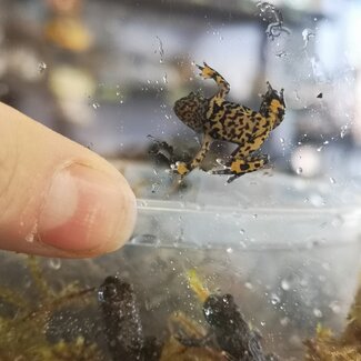 Fire Belly Toad CBB