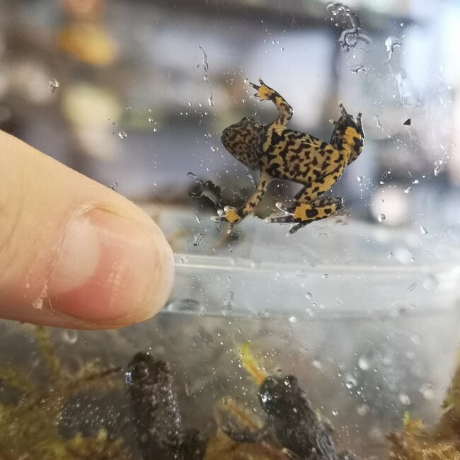 Fire Belly Toad CBB