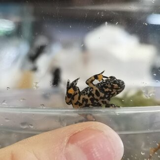 Fire Belly Toad CBB