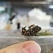 Fire Belly Toad CBB