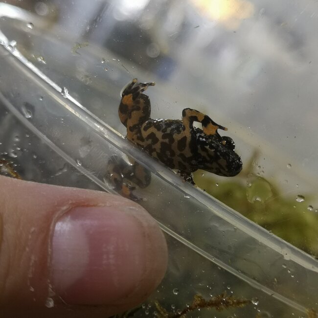 Fire Belly Toad CBB