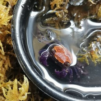 Vampire Crab Geosesarma sp.