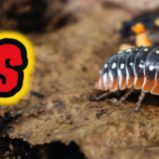 Zoo Med Creatures® Isopod Food 1.4oz