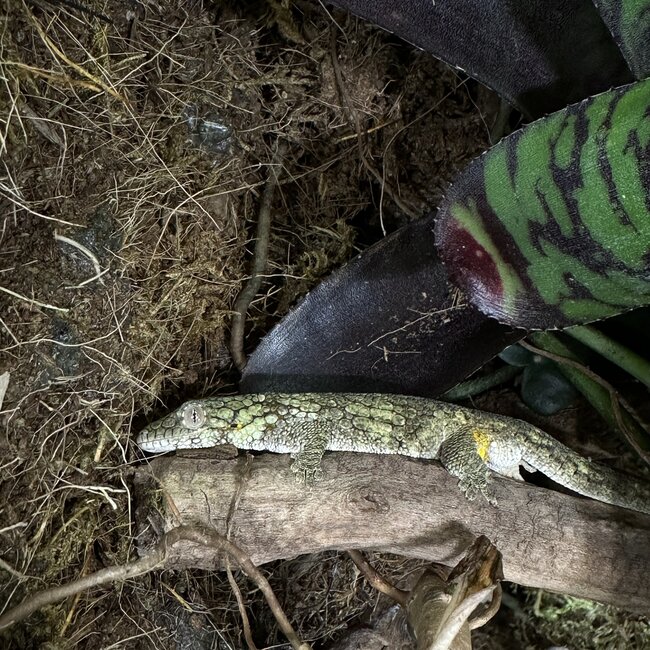 Chameleon Gecko Eurydactylodes occidentalis Male