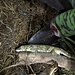 Chameleon Gecko Eurydactylodes occidentalis Male