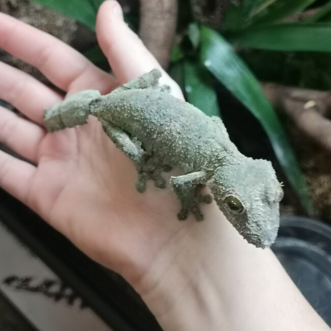 Uroplatus sikorae, Mossy Leaf Tail Gecko Female